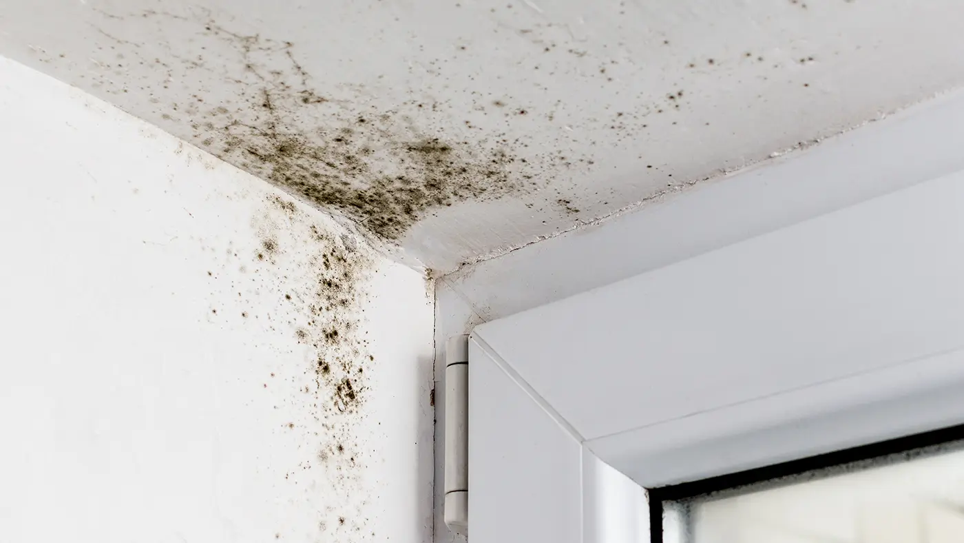 Damp and mould